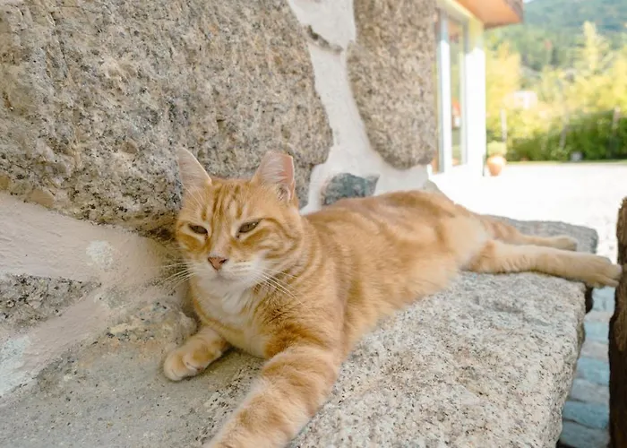 Casa Da Ribeira Do Círio Casa rural *