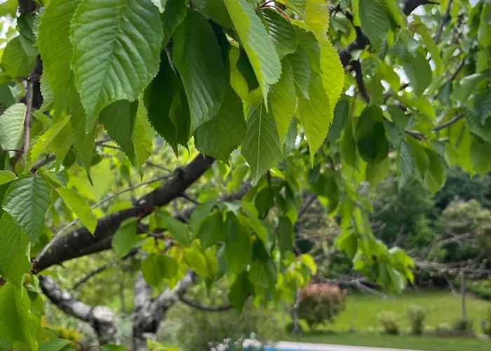 Casa Da Ribeira Do Círio Casa rural